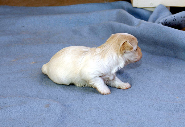 Calla bichon havanese hvalp hundehvalp bichon havanais hvalpe hundehvalpe