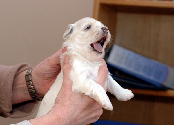 Calla bichon havanese hvalp hundehvalp bichon havanais hvalpe hundehvalpe