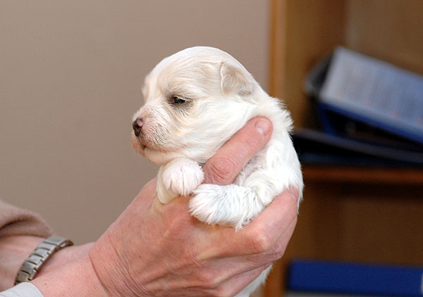 Calla bichon havanese hvalp hundehvalp bichon havanais hvalpe hundehvalpe