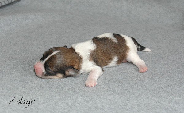 Calle bichon havanese hvalp hundehvalp bichon havanais hvalpe hundehvalpe