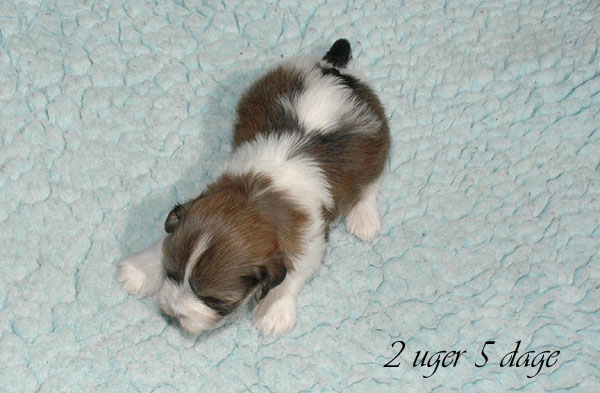 Calle bichon havanese hvalp hundehvalp bichon havanais hvalpe hundehvalpe