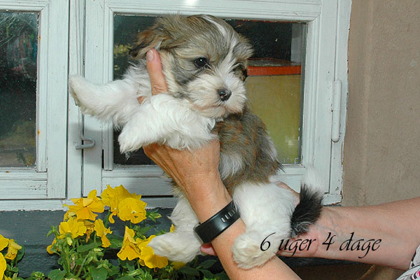 Calle bichon havanese hvalp hundehvalp bichon havanais hvalpe hundehvalpe