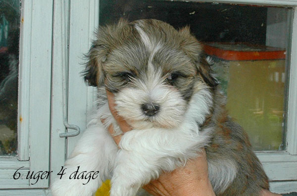 Calle bichon havanese hvalp hundehvalp bichon havanais hvalpe hundehvalpe