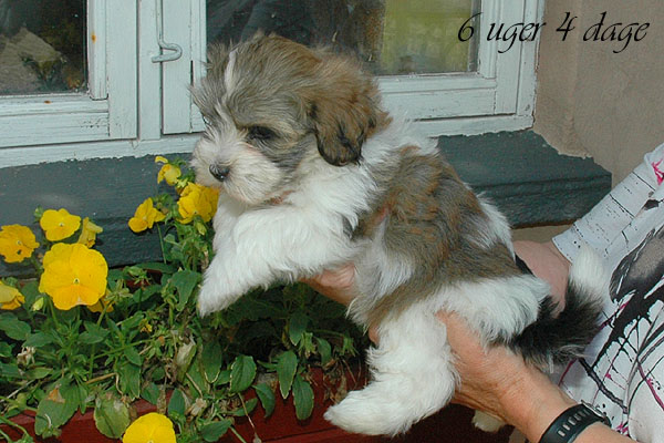 Calle bichon havanese hvalp hundehvalp bichon havanais hvalpe hundehvalpe