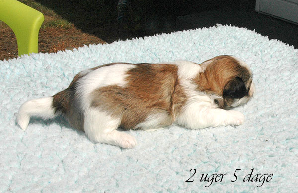 Carly bichon havanese hvalp hundehvalp bichon havanais hvalpe hundehvalpe