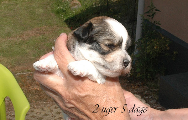 Carly bichon havanese hvalp hundehvalp bichon havanais hvalpe hundehvalpe