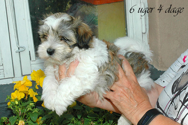 Carly bichon havanese hvalp hundehvalp bichon havanais hvalpe hundehvalpe