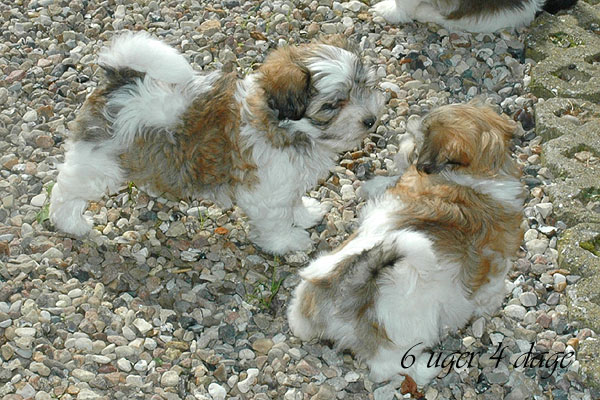 Carly bichon havanese hvalp hundehvalp bichon havanais hvalpe hundehvalpe