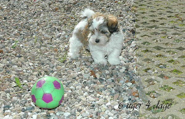 Carly bichon havanese hvalp hundehvalp bichon havanais hvalpe hundehvalpe