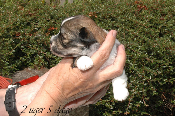 Chanel bichon havanese hvalp hundehvalp bichon havanais hvalpe hundehvalpe