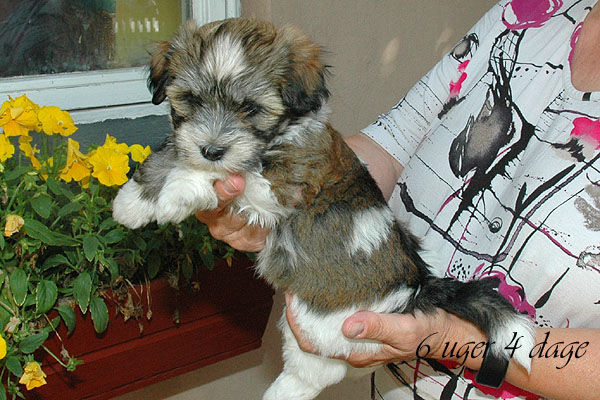 Chanel bichon havanese hvalp hundehvalp bichon havanais hvalpe hundehvalpe