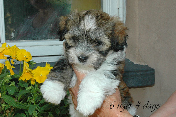 Chanel bichon havanese hvalp hundehvalp bichon havanais hvalpe hundehvalpe