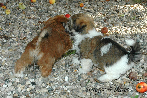 Chanel bichon havanese hvalp hundehvalp bichon havanais hvalpe hundehvalpe