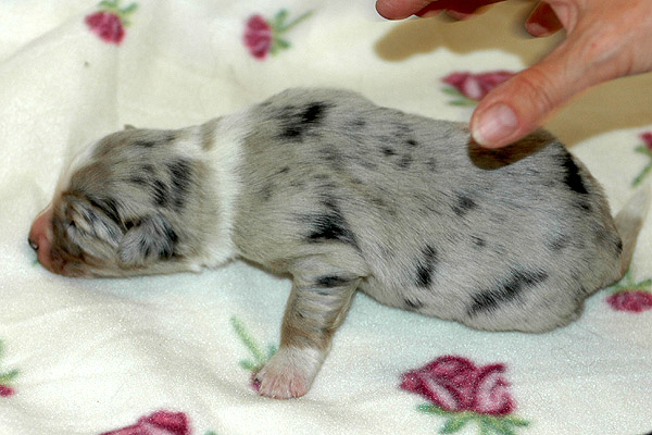 Chantel Aussie hvalp hundehvalp Australian Shepherd hvalpe hundehvalpe