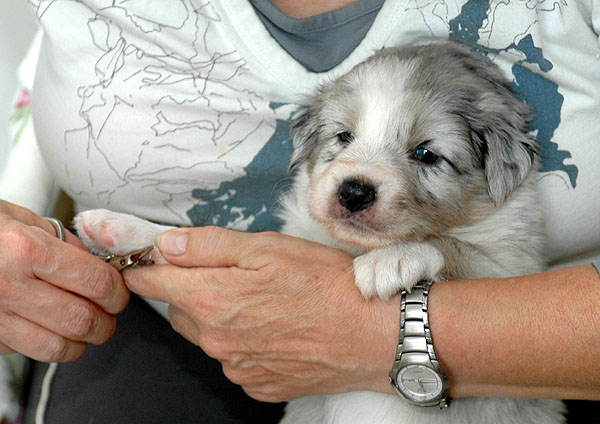 Chantel Aussie hvalp hundehvalp Australian Shepherd hvalpe hundehvalpe