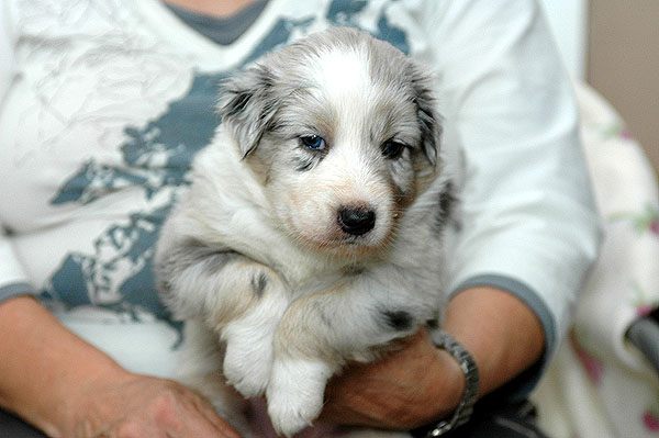 Chantel Aussie hvalp hundehvalp Australian Shepherd hvalpe hundehvalpe