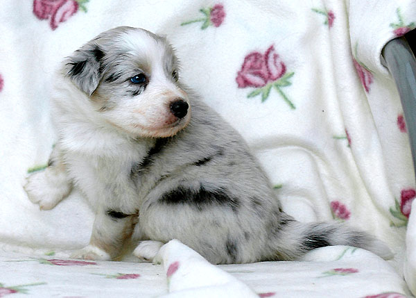 Chantel Aussie hvalp hundehvalp Australian Shepherd hvalpe hundehvalpe