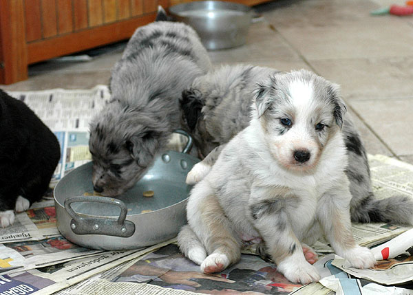 Chantel Aussie hvalp hundehvalp Australian Shepherd hvalpe hundehvalpe