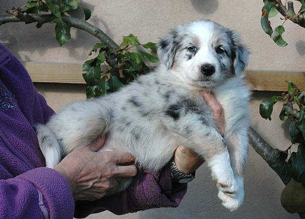Chantel Aussie hvalp hundehvalp Australian Shepherd hvalpe hundehvalpe