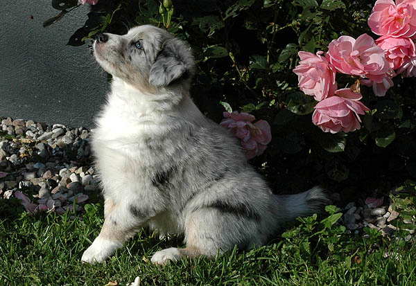 Chantel Aussie hvalp hundehvalp Australian Shepherd hvalpe hundehvalpe