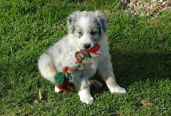 Chantel Aussie hvalp hundehvalp Australian Shepherd hvalpe hundehvalpe