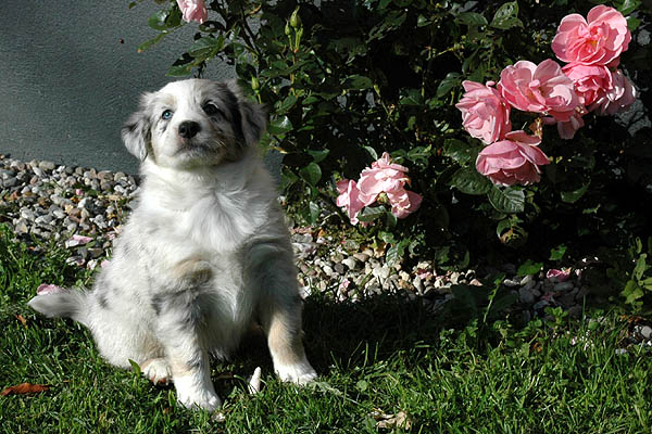 Chantel Aussie hvalp hundehvalp Australian Shepherd hvalpe hundehvalpe
