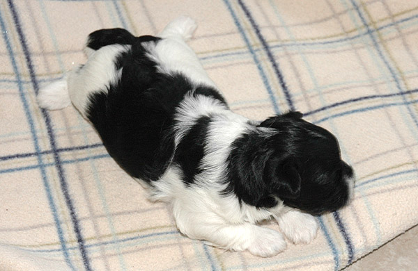 Charlie bichon havanese hvalp hundehvalp bichon havanais hvalpe hundehvalpe