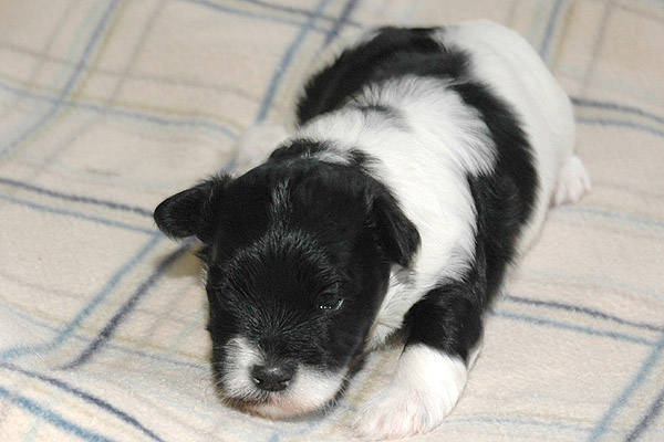 Charlie bichon havanese hvalp hundehvalp bichon havanais hvalpe hundehvalpe