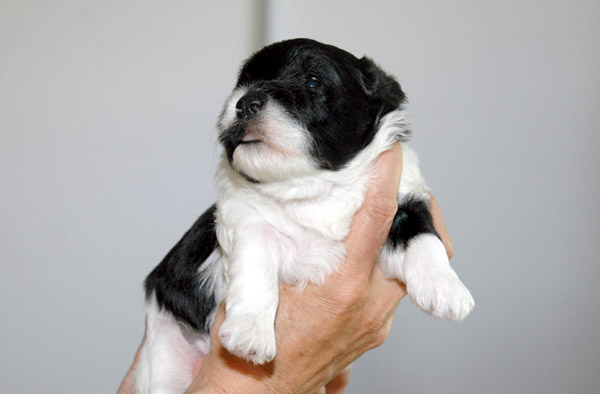 Charlie bichon havanese hvalp hundehvalp bichon havanais hvalpe hundehvalpe