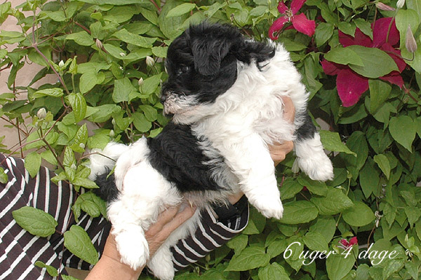Charlie bichon havanese hvalp hundehvalp bichon havanais hvalpe hundehvalpe