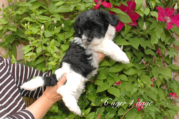 Charlie bichon havanese hvalp hundehvalp bichon havanais hvalpe hundehvalpe