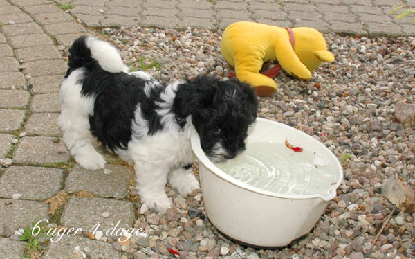 Charlie bichon havanese hvalp hundehvalp bichon havanais hvalpe hundehvalpe