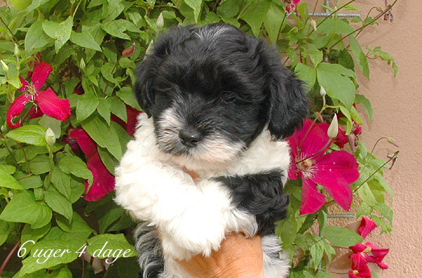 Charlie bichon havanese hvalp hundehvalp bichon havanais hvalpe hundehvalpe
