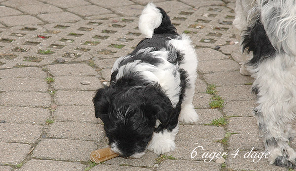 Charlie bichon havanese hvalp hundehvalp bichon havanais hvalpe hundehvalpe