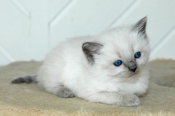 Cherie Ragdoll killing kattekilling Ragdol killinger kattekillinger