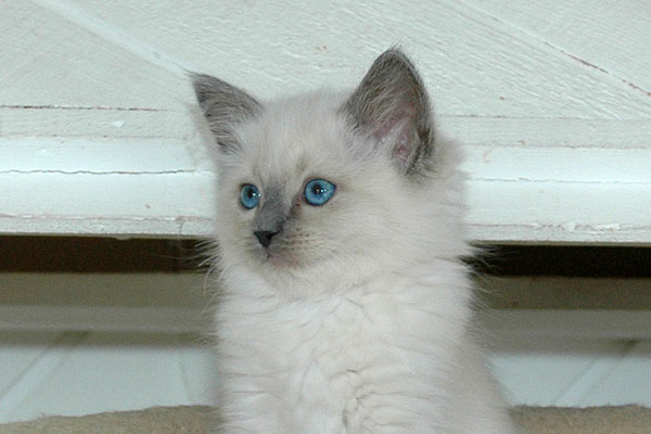Cherie Ragdoll killing kattekilling Ragdol killinger kattekillinger
