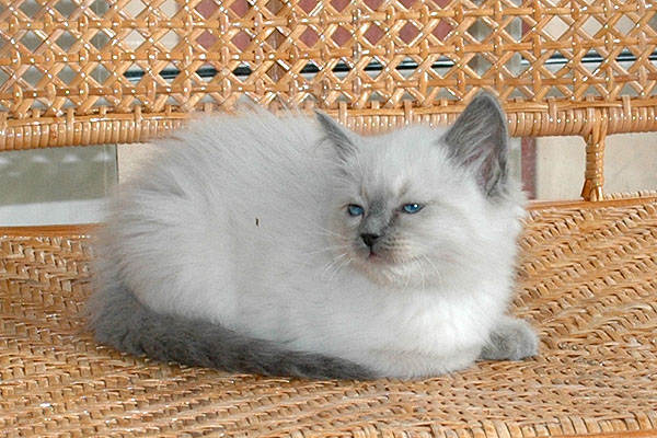 Cherie Ragdoll killing kattekilling Ragdol killinger kattekillinger