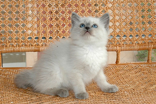 Cherie Ragdoll killing kattekilling Ragdol killinger kattekillinger
