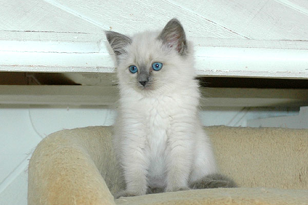 Cherie Ragdoll killing kattekilling Ragdol killinger kattekillinger