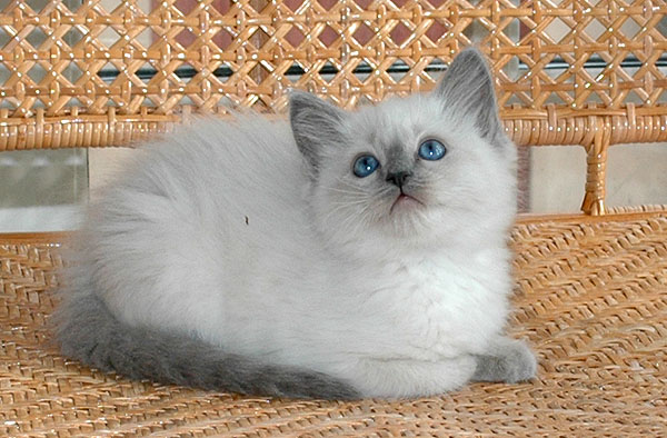 Cherie Ragdoll killing kattekilling Ragdol killinger kattekillinger
