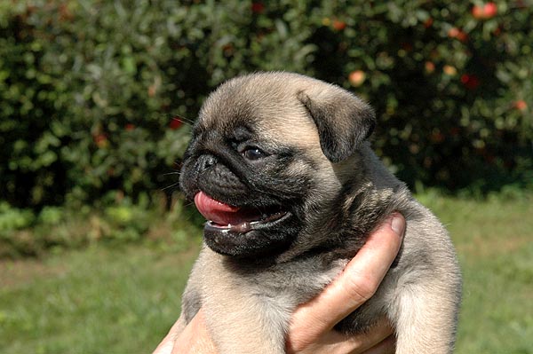 Cheun Mops hvalp hundehvalp Mopser hvalpe hundehvalpe
