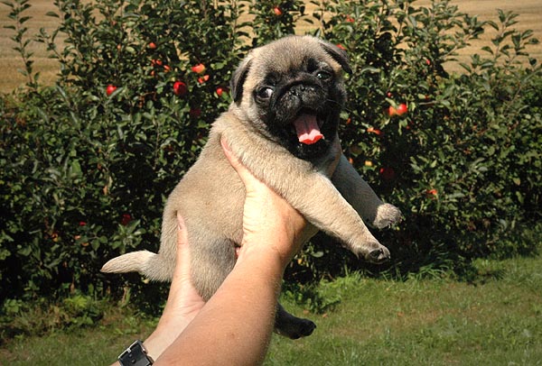 Cheun Mops hvalp hundehvalp Mopser hvalpe hundehvalpe