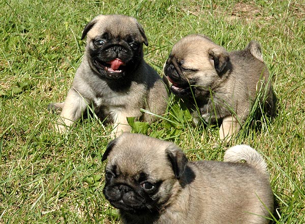 Cheun Mops hvalp hundehvalp Mopser hvalpe hundehvalpe