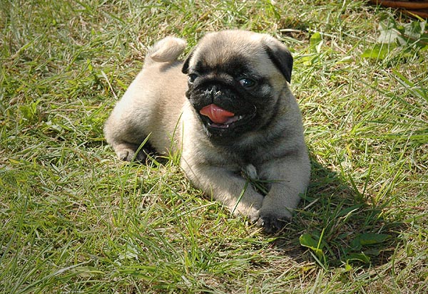Cheun Mops hvalp hundehvalp Mopser hvalpe hundehvalpe