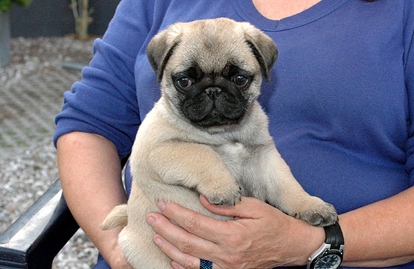 Cheun Mops hvalp hundehvalp Mopser hvalpe hundehvalpe