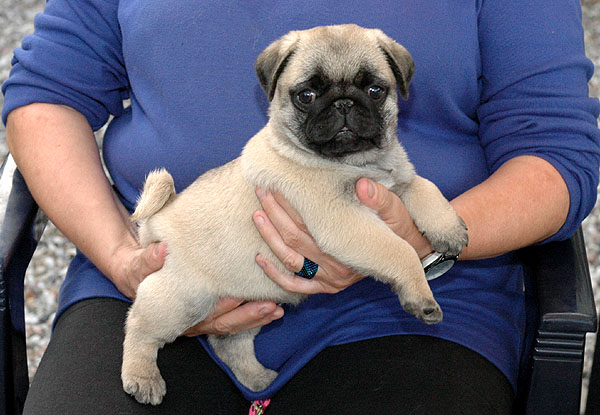Cheun Mops hvalp hundehvalp Mopser hvalpe hundehvalpe