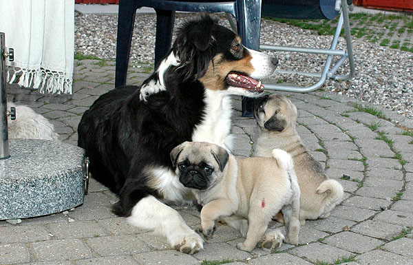 Cheun Mops hvalp hundehvalp Mopser hvalpe hundehvalpe