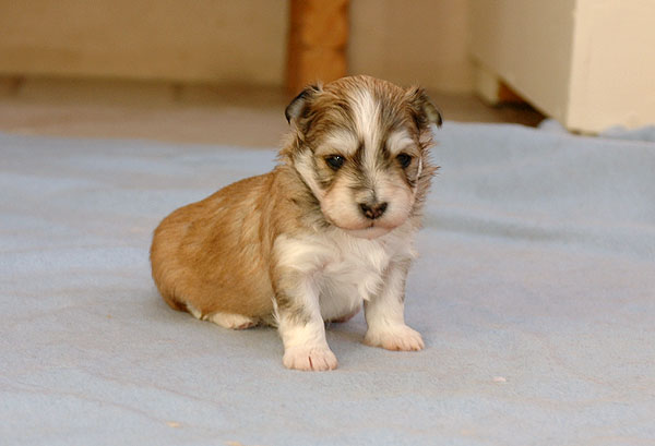 Chilli bichon havanese hvalp hundehvalp bichon havanais hvalpe hundehvalpe