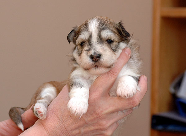 Chilli bichon havanese hvalp hundehvalp bichon havanais hvalpe hundehvalpe