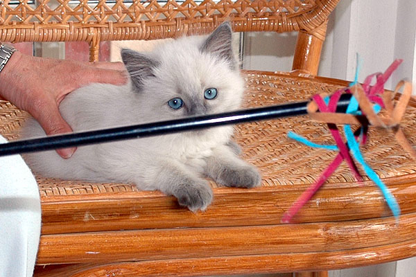 Chip Ragdoll killing kattekilling Ragdol killinger kattekillinger